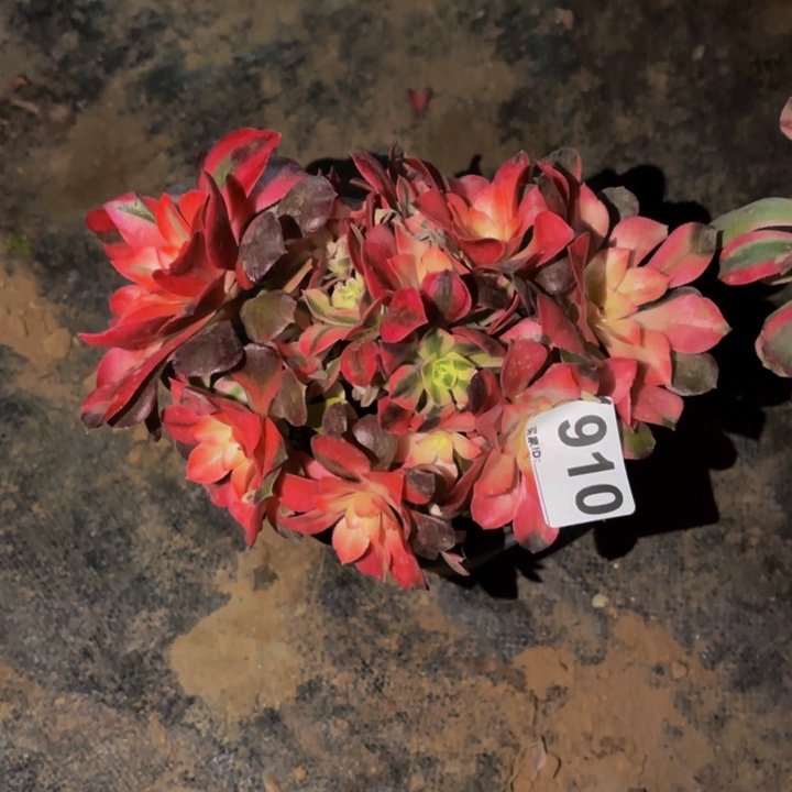 910香妃多肉植物砍头老桩