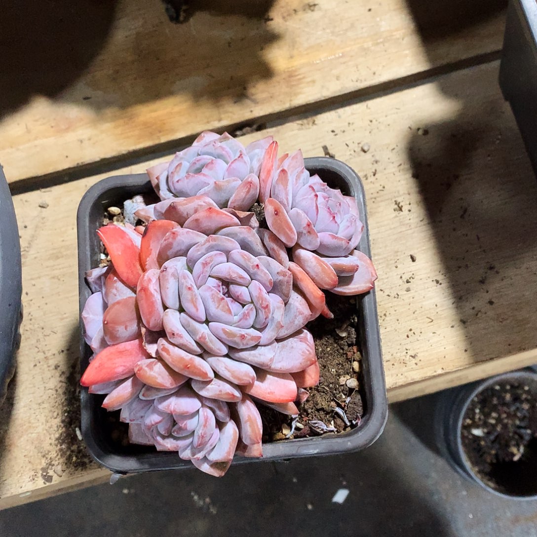 多肉植物多肉植物