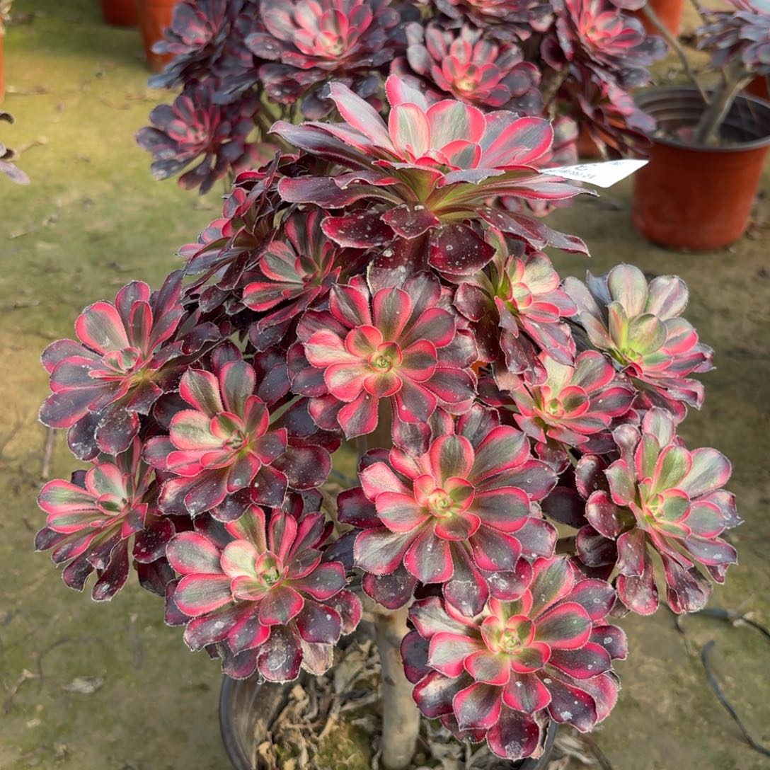 317丽娜多肉植物法师