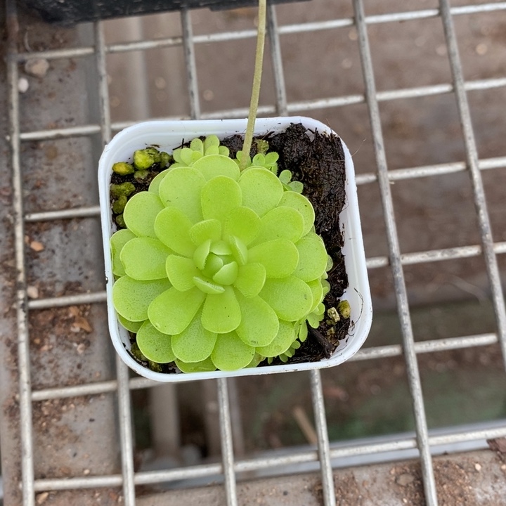 圣**?伯克利和格蕾纳等著名音乐家