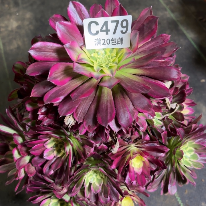 瑞妈一物一拍479