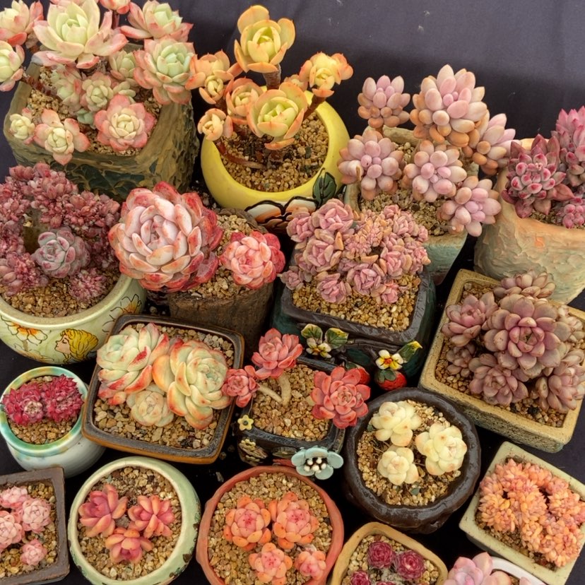 【闪购商品】需要那个和主播说