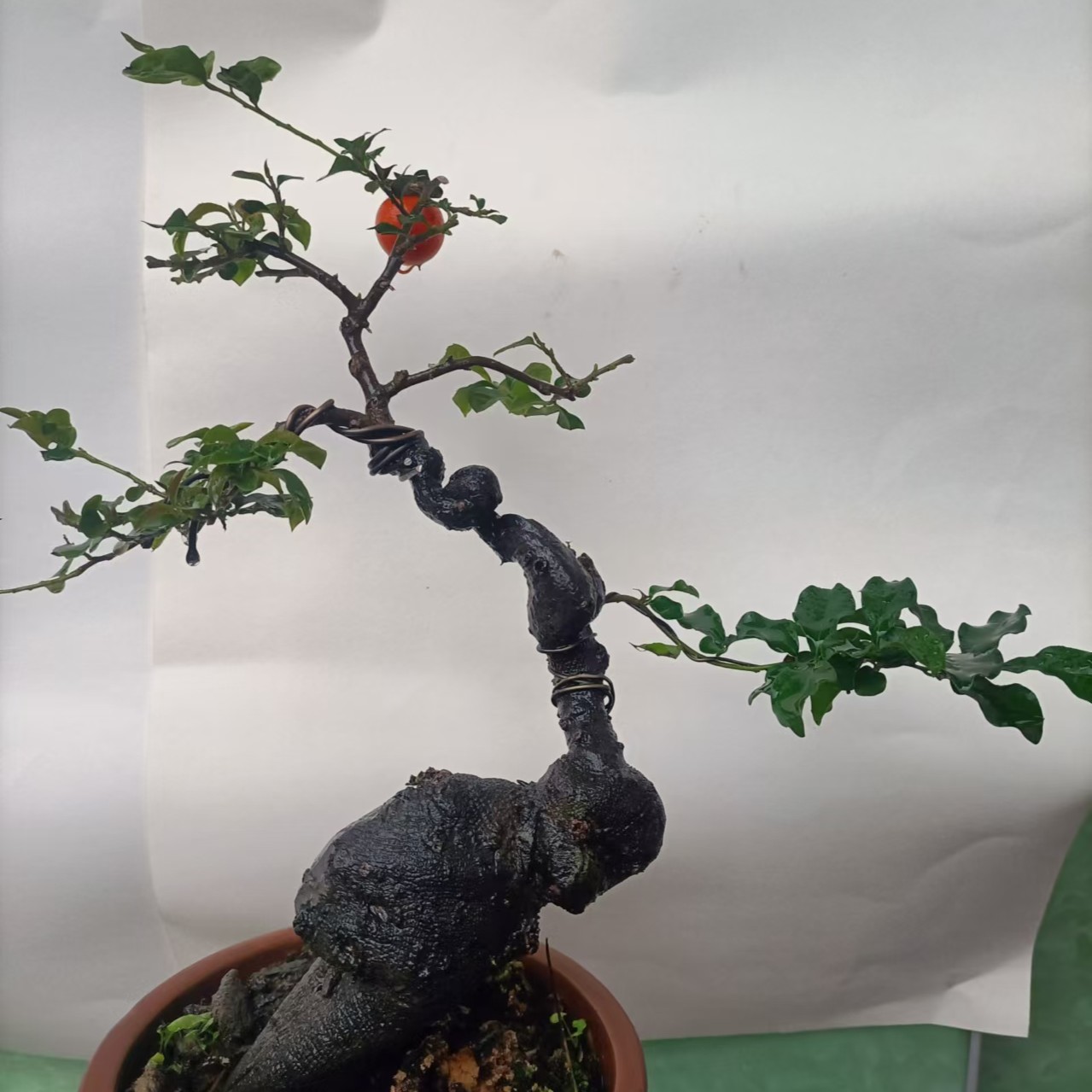 一物一拍  金弹子盆景非直播间下单购买一律不发货