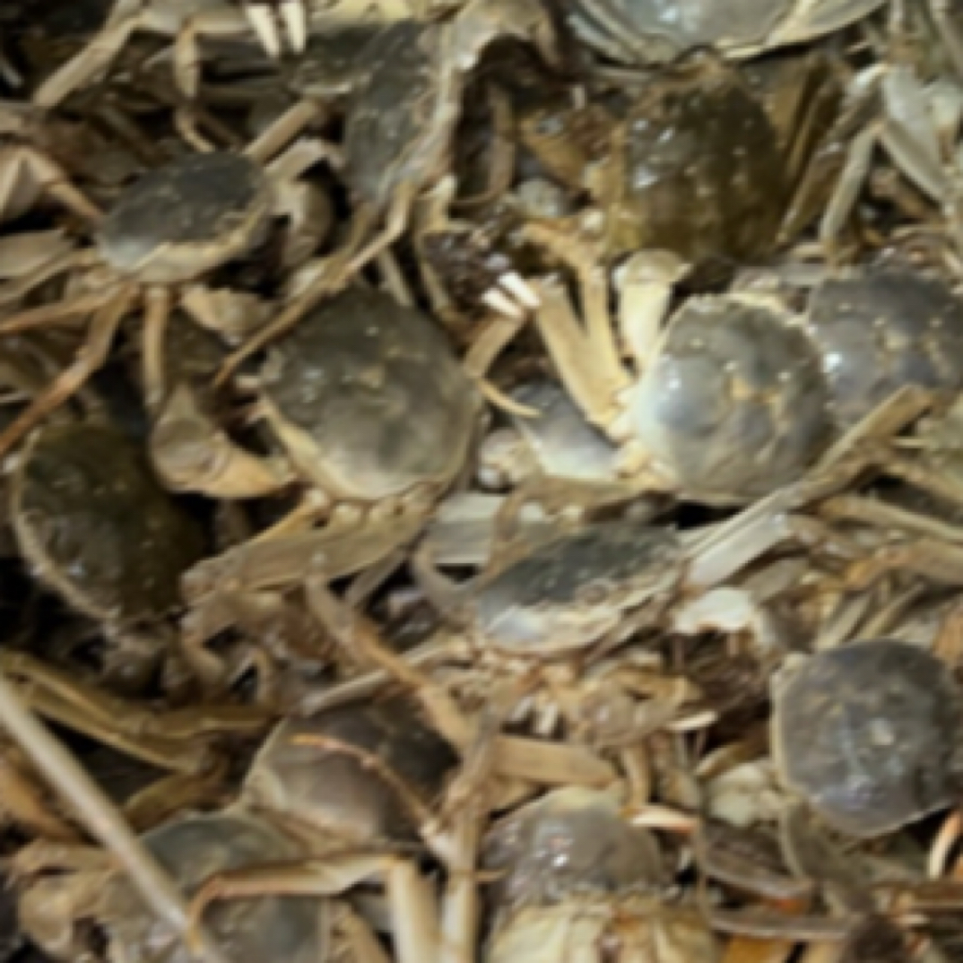 大公 拍一单发3斤 到手12只左右 1500G