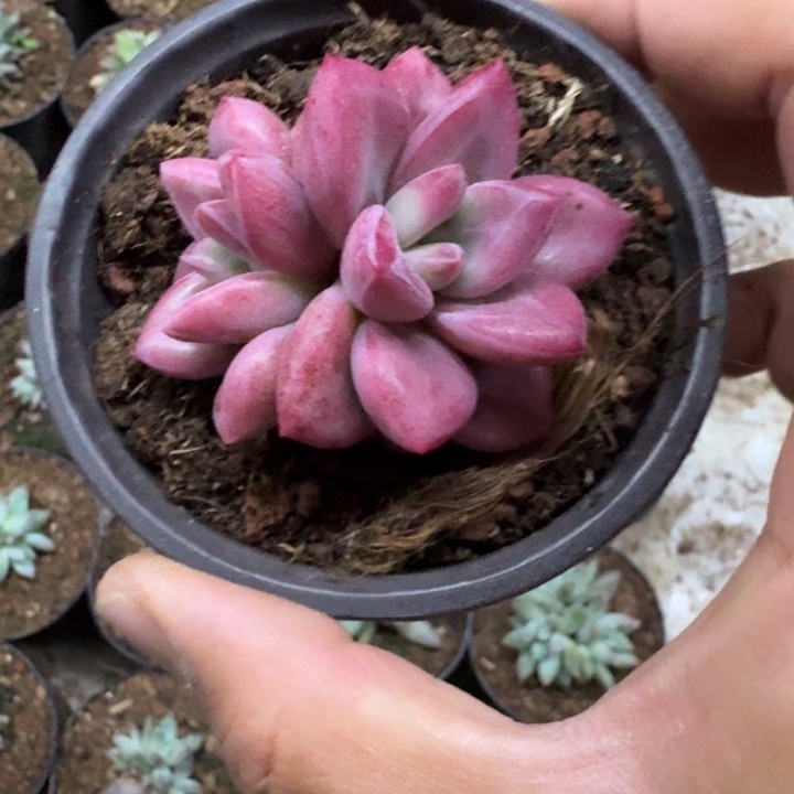 赫菲斯托 双头 一物一拍