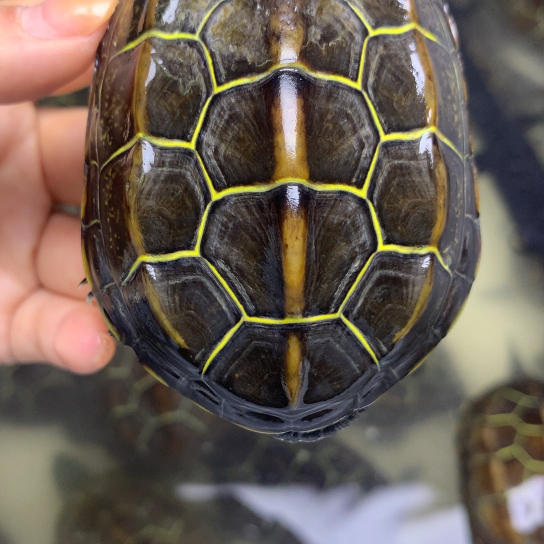 绿毛龟母中华草龟不分公母
