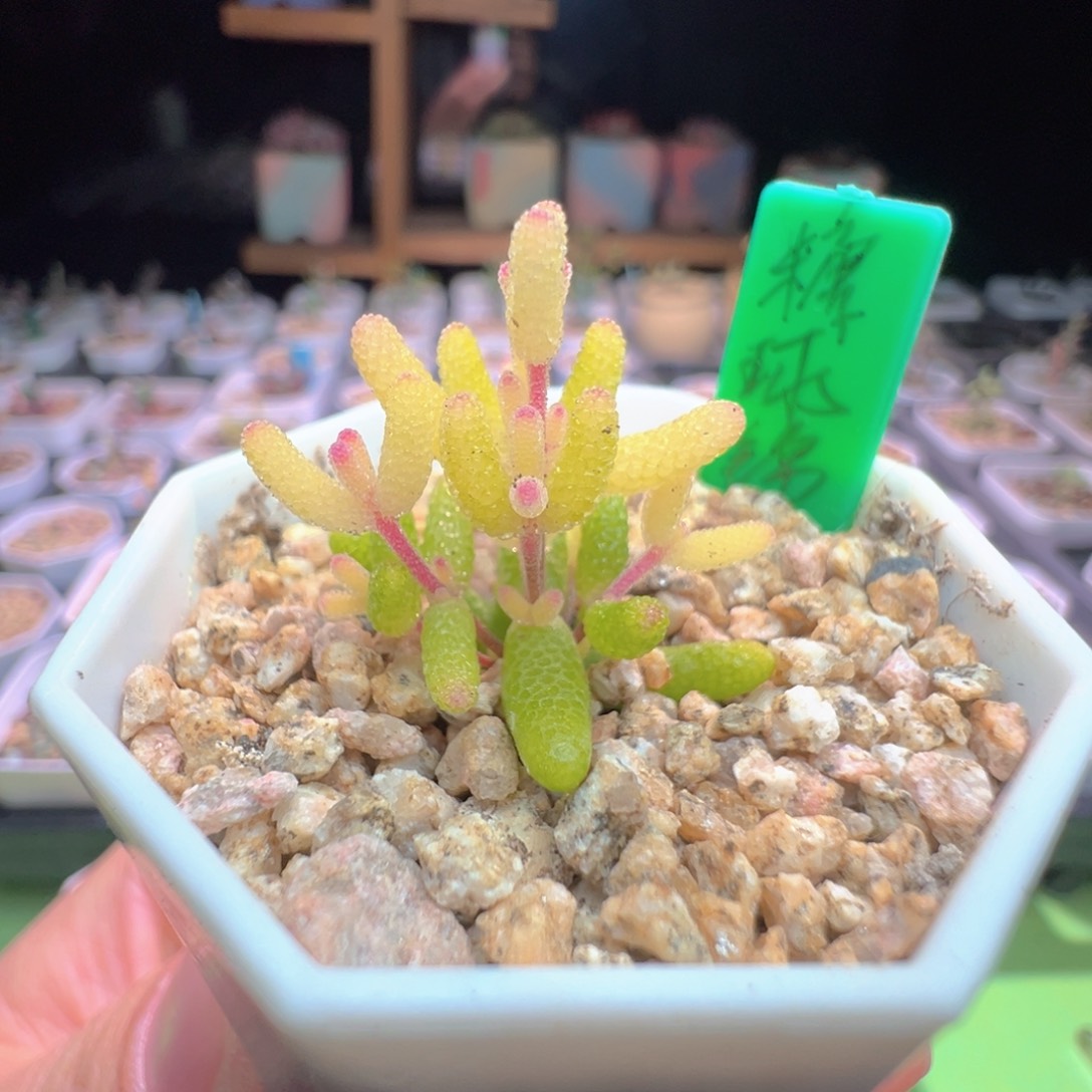 尺寸小，715糖球锦，拍下不退不换