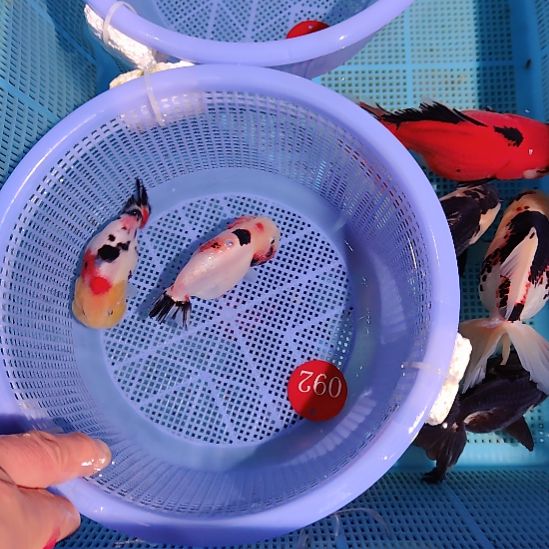 金鱼092兰寿两只特价顺丰包邮