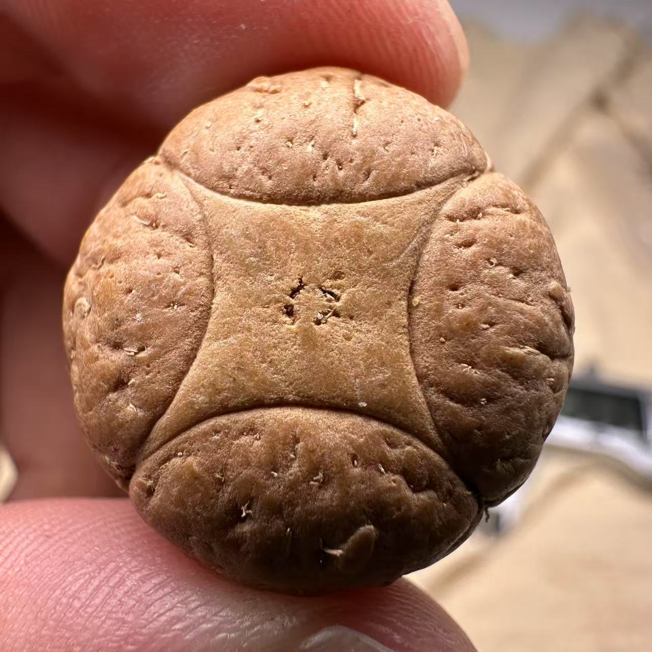 尼泊尔麒麟眼菩提，尺寸23，sss系列，货号S25