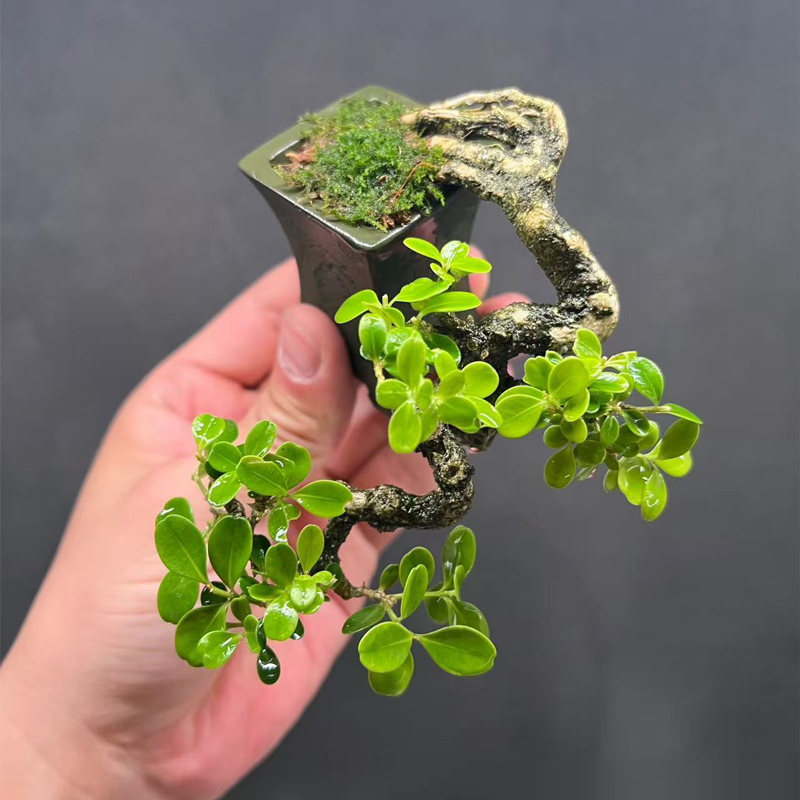 珍珠黄杨盆景盆栽素材【直播间一物一拍】