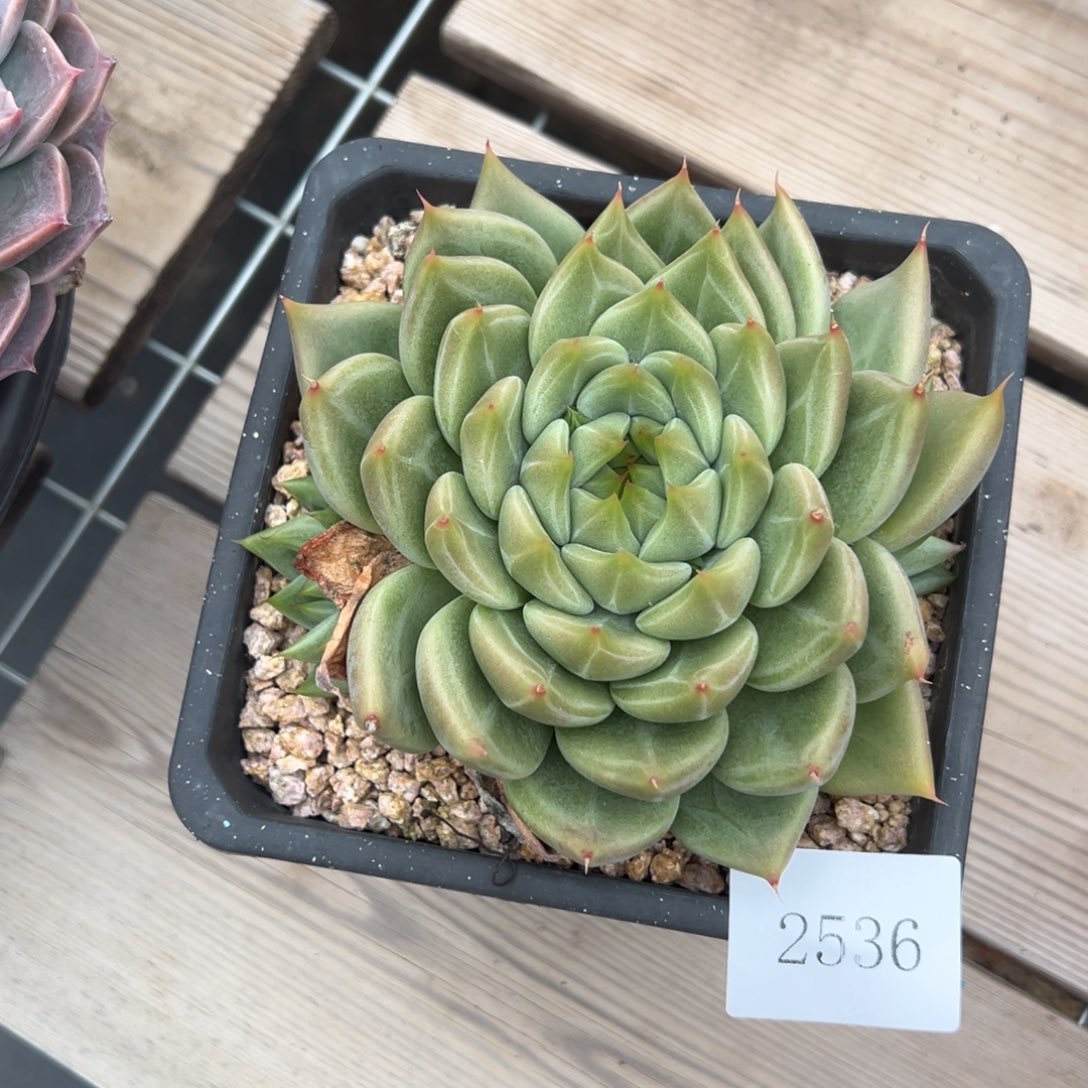 o**星2536肉肉肉肉肉肉