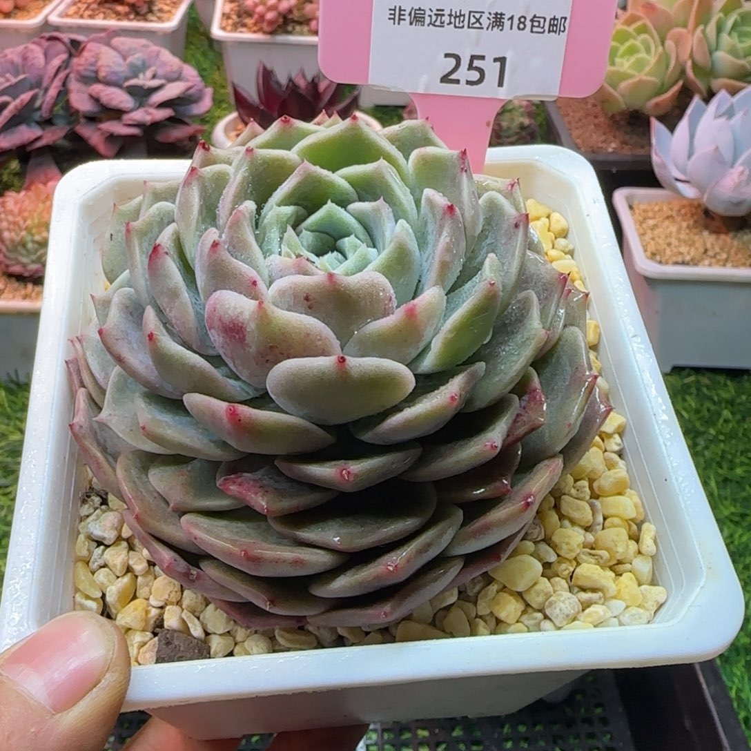 锦安精品多肉编号251