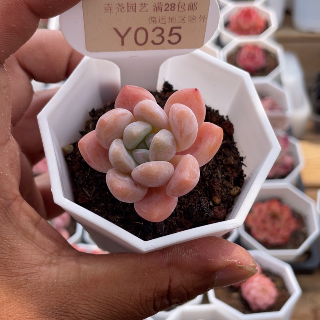 0035op冰玉4.0厘米