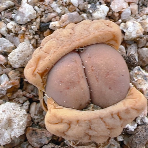 【闪购商品】25198