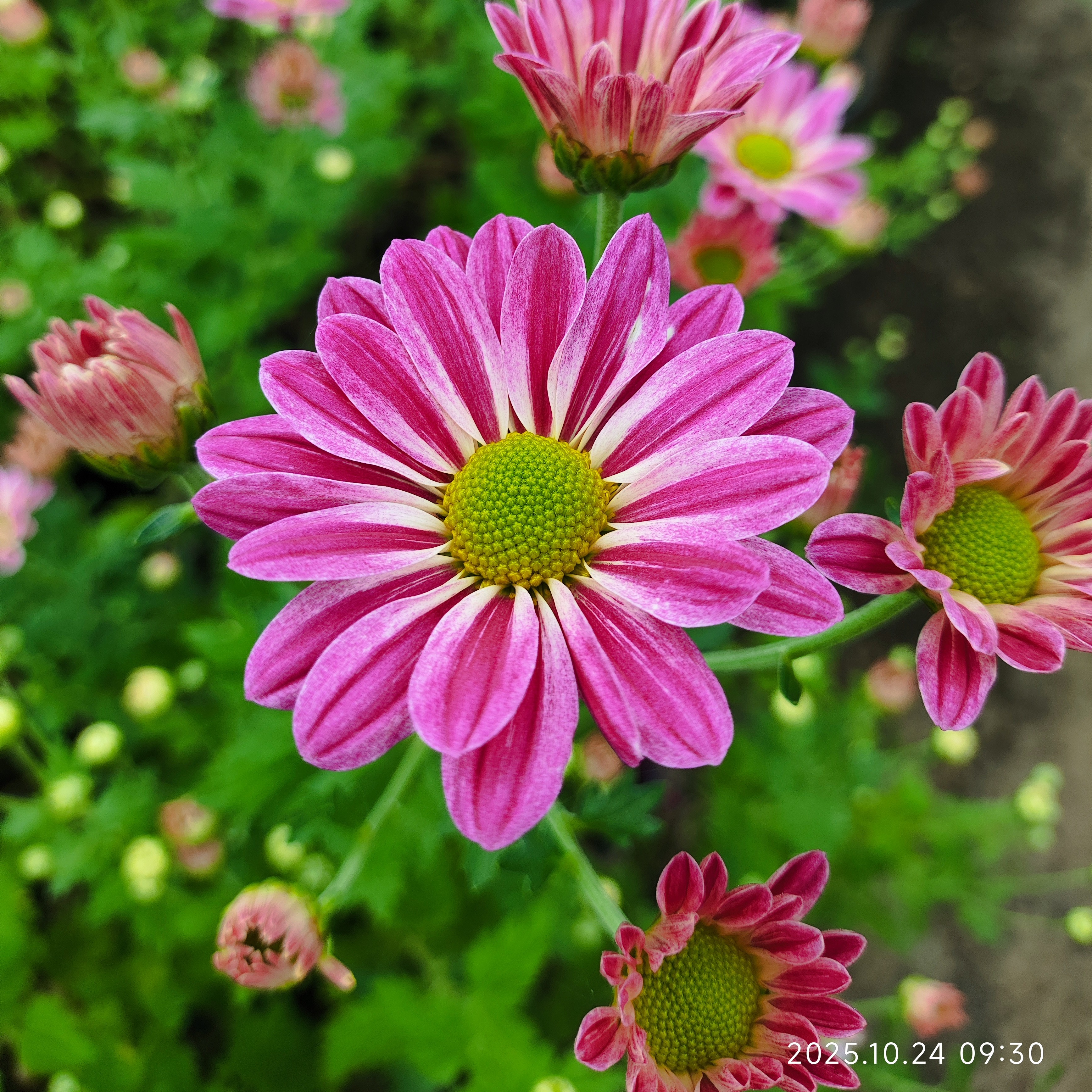 切花菊    斑纹  盆栽  150规格（花期已过，慎拍）