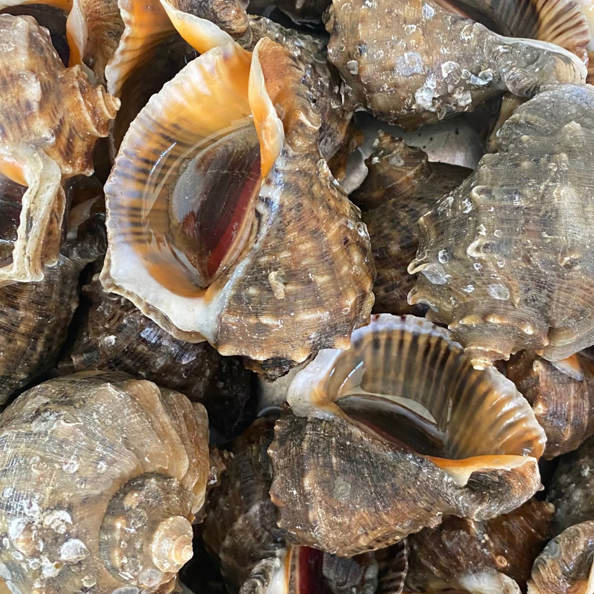 【鲜活】特大海螺两斤（3−4个）可白灼清蒸切片