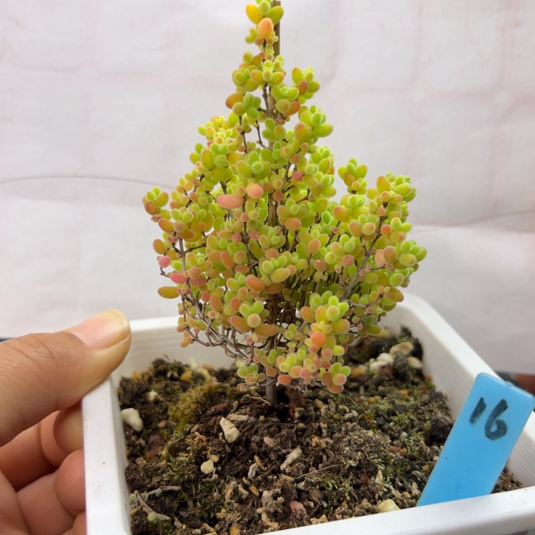 彩蜜橘圣诞款16号