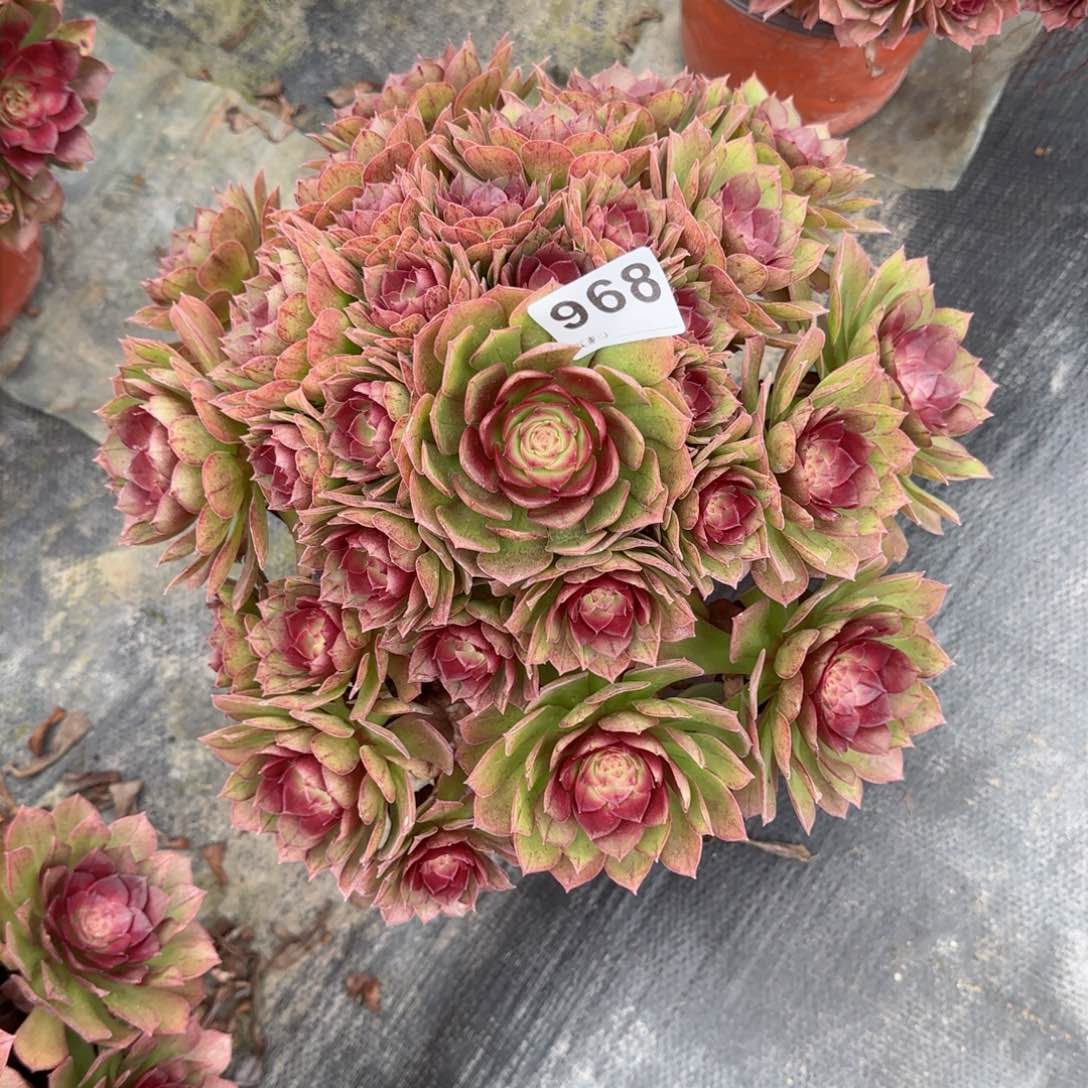 爱***赢968多肉植物桃花石