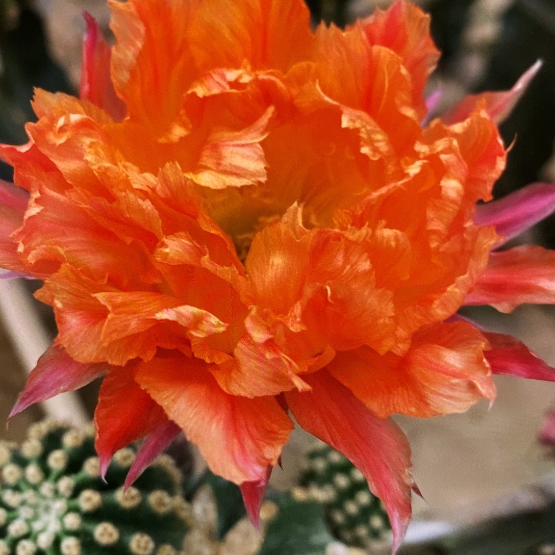 江南13侧芽歪 5公分以上