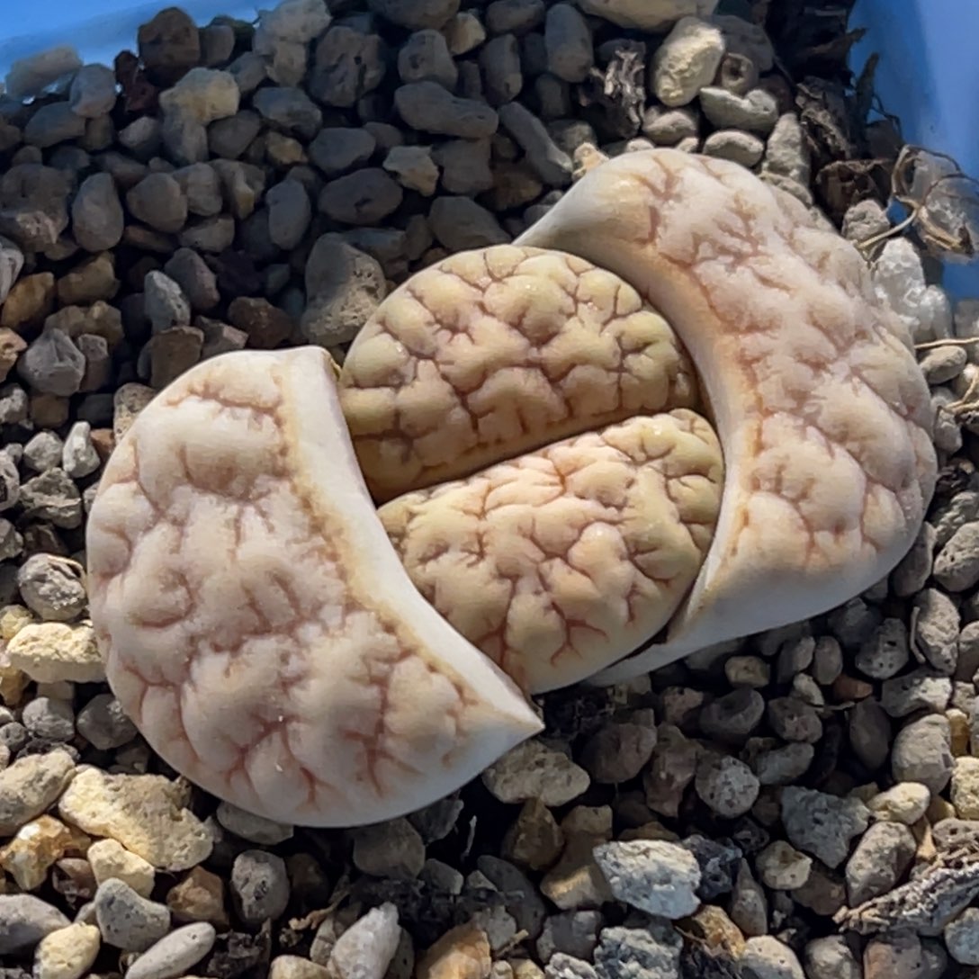 6828粗纹铁。189一颗