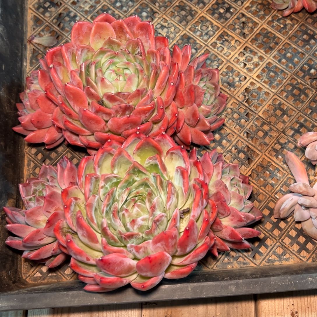 蕾***蕾834///////////////-/