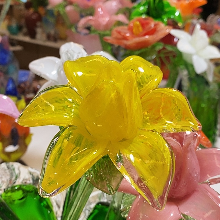 夜光花高45厘米左右