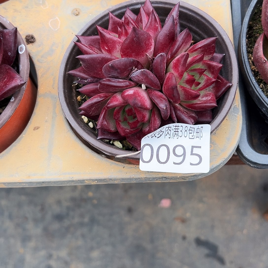 开***乐多肉一物一拍植物0095