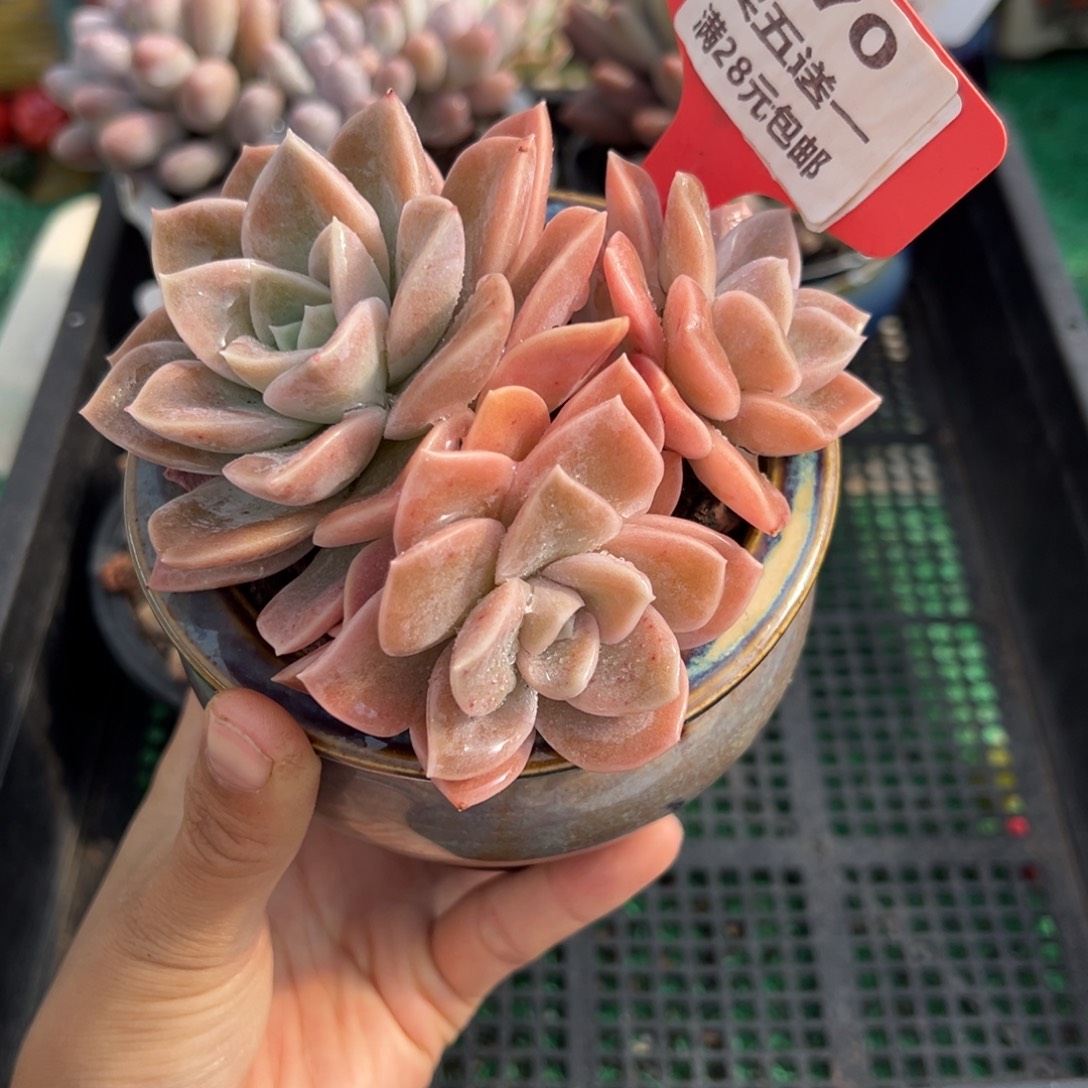 表妹精品多肉植物070.