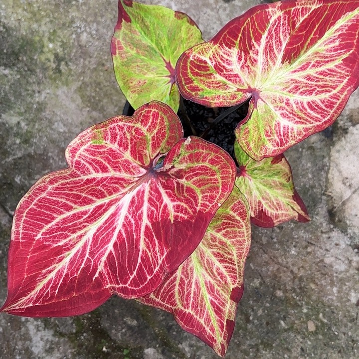 66-1211彩叶芋广东现货