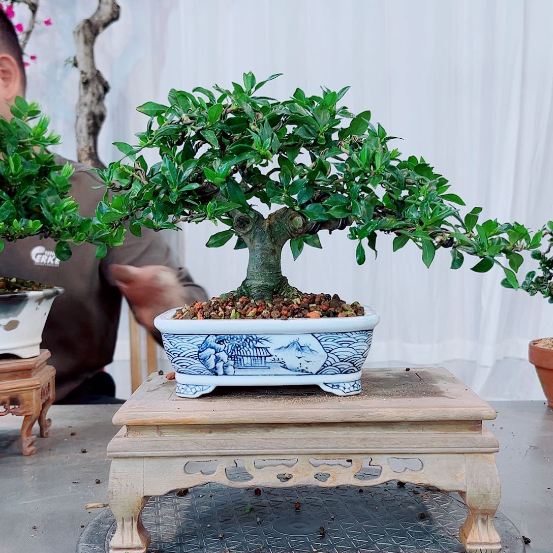 A***k寿星栀子花花花花