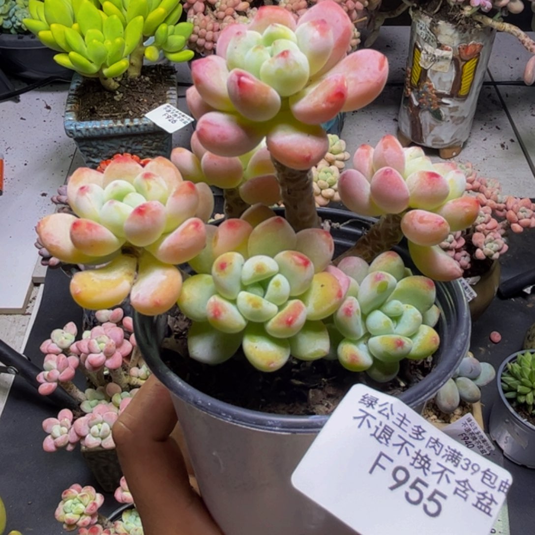 白罗琦955/8cm多肉