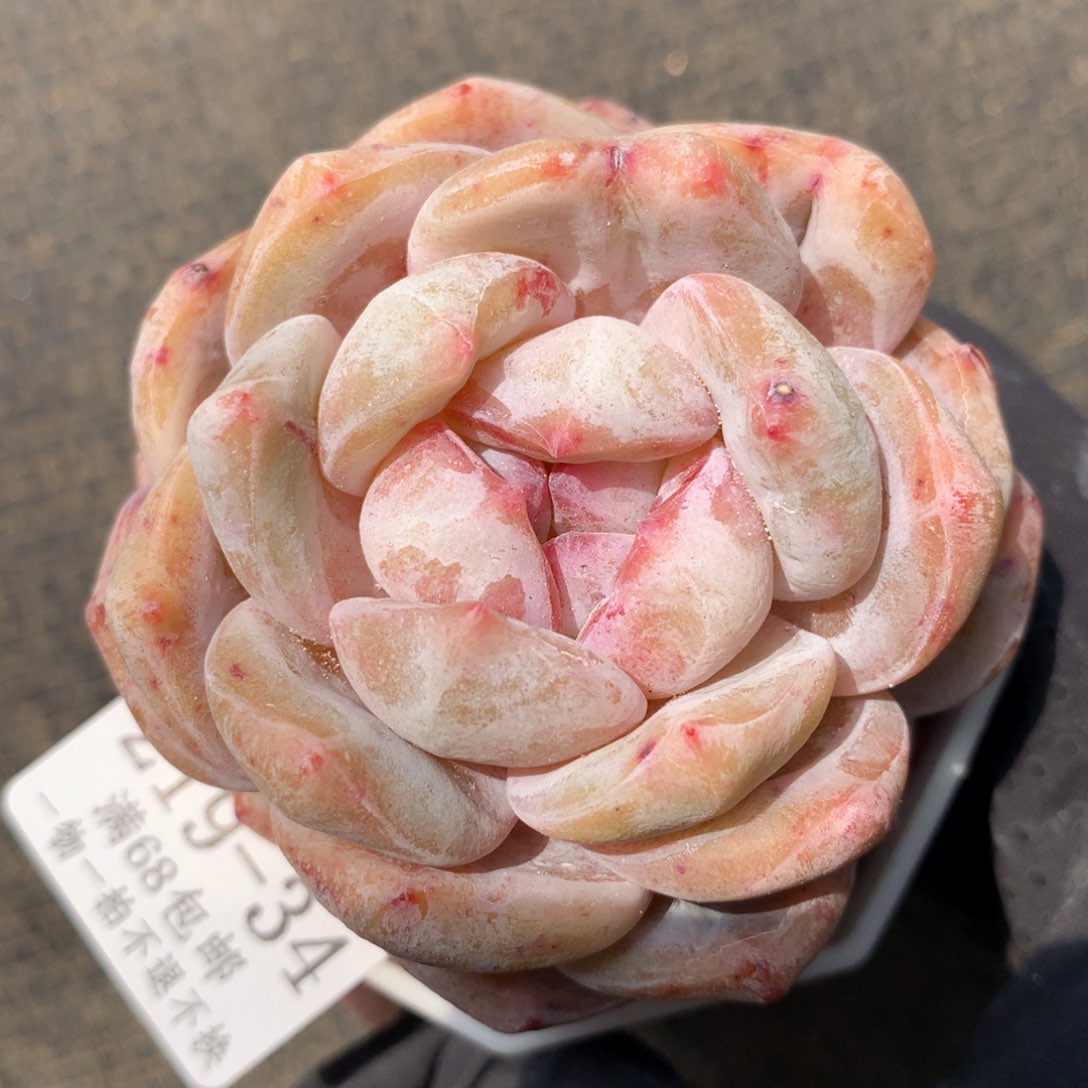 34。石化星影橙6cm满六八包邮。