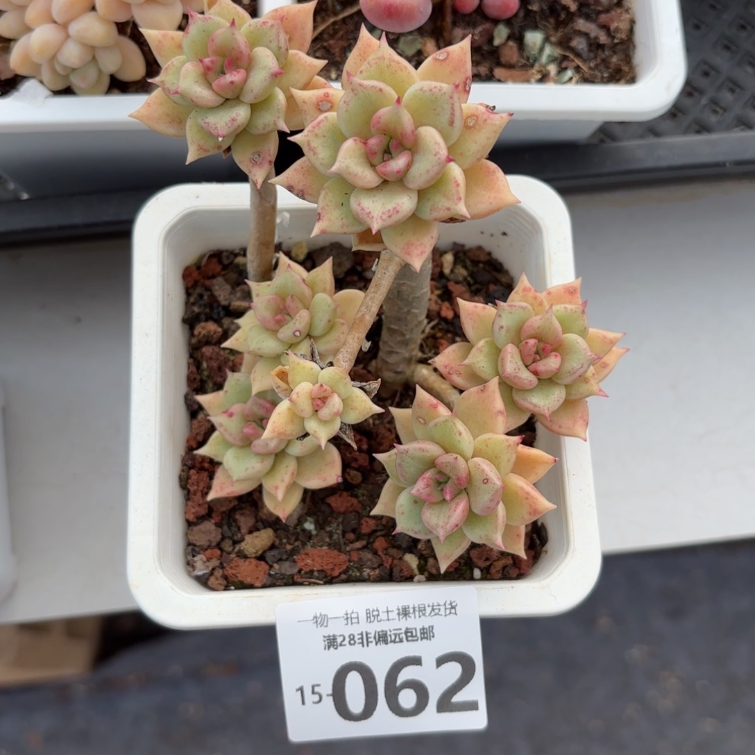 黄金璀璨老桩多肉多肉