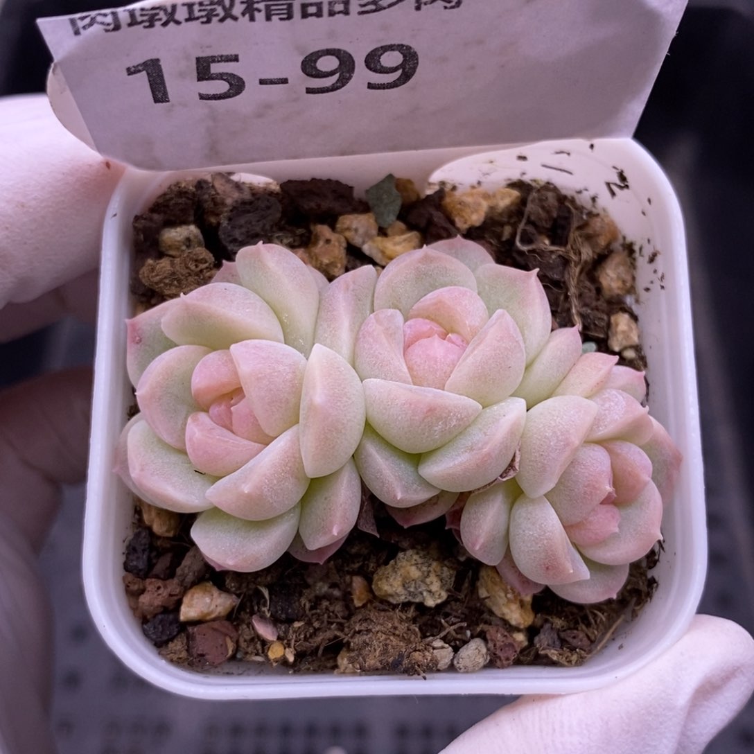 【闪购商品】15-99