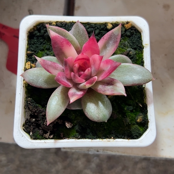 火焰玫瑰锦多肉植物