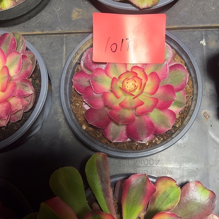 小***欠多肉植物保护专业1013