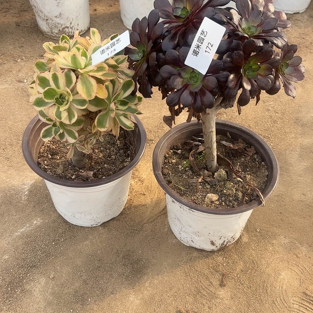 燕子锦魔法师砍头群多肉植物172-73