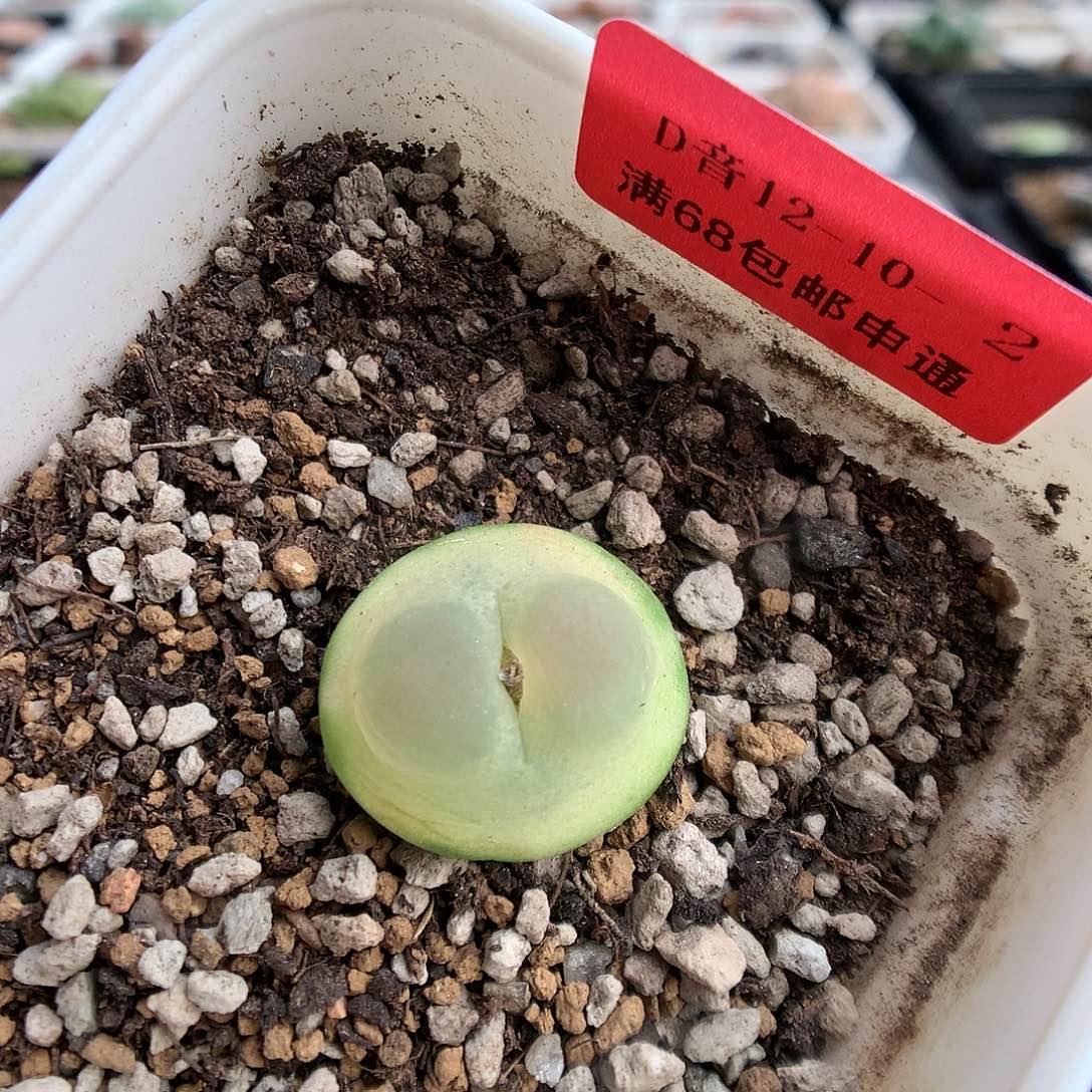 12-10-2  拉登一颗