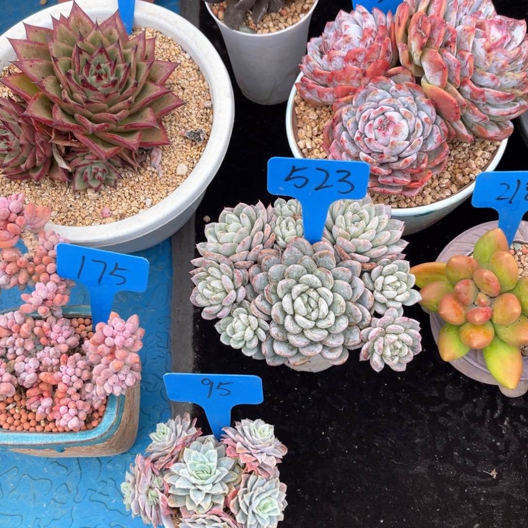 葵*523百搭翡翠多肉