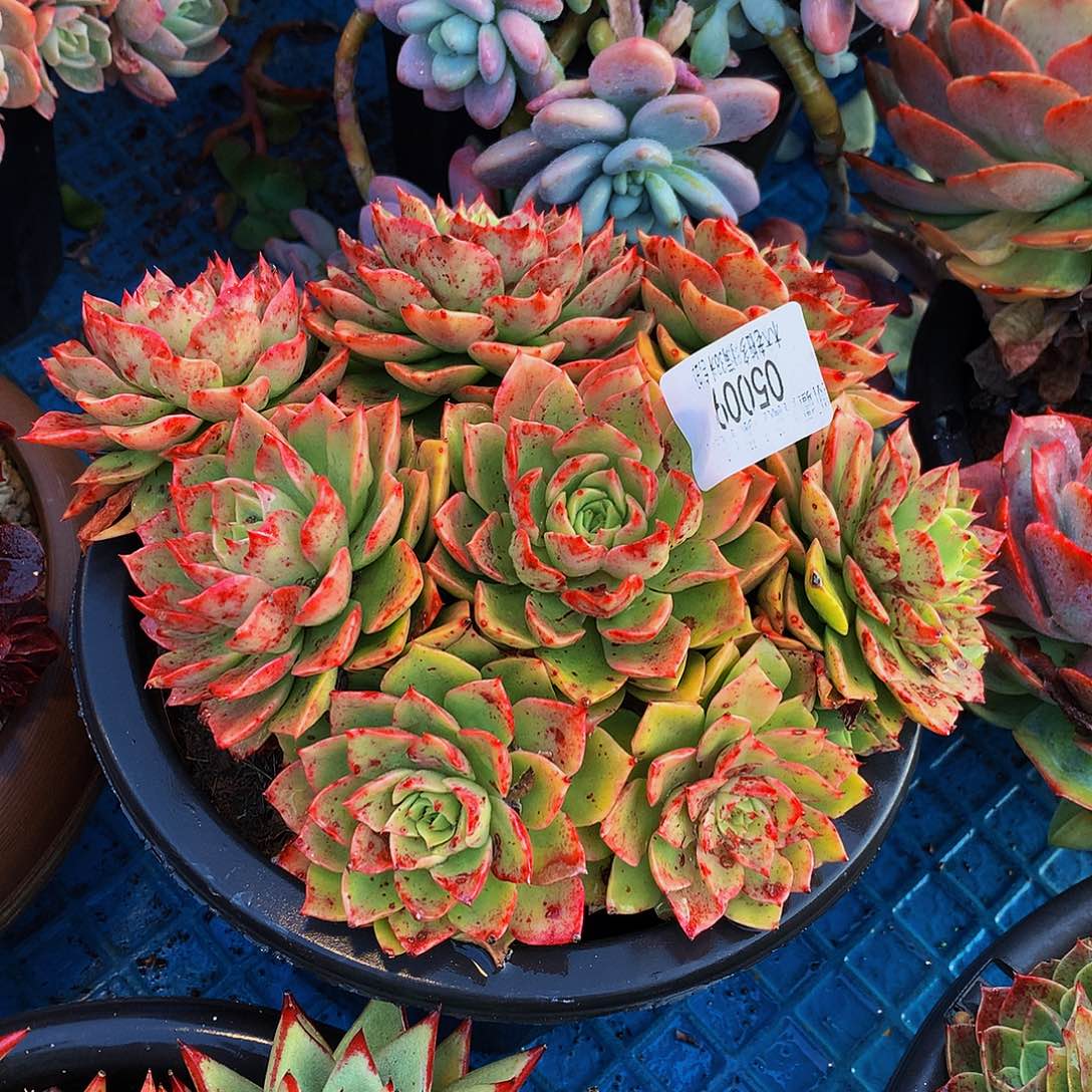 夕***美    贝拉多肉05009