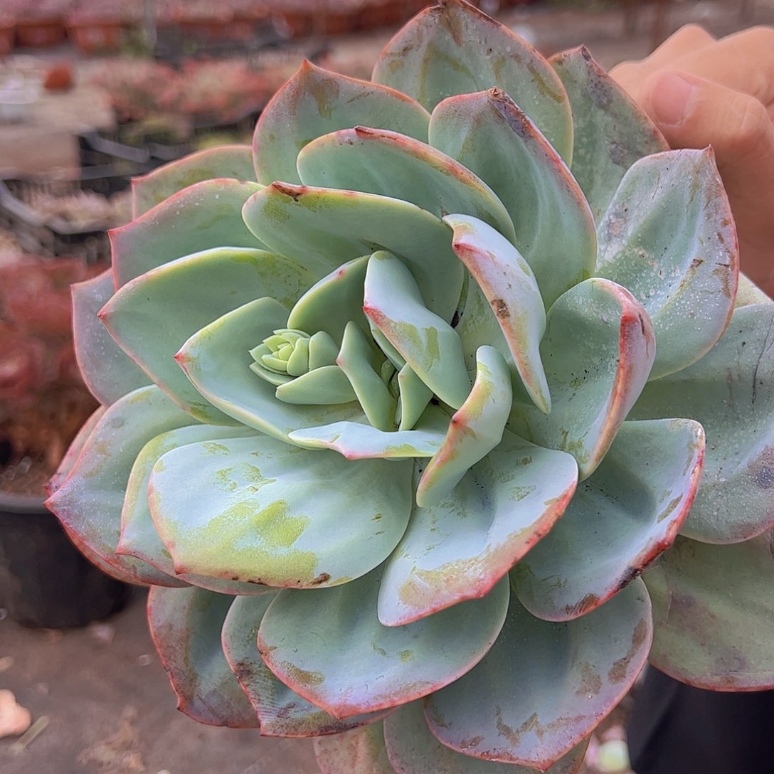 血凤 大单头 多肉植物