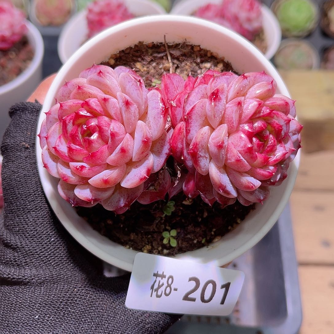 花08-201天鹅绒双头