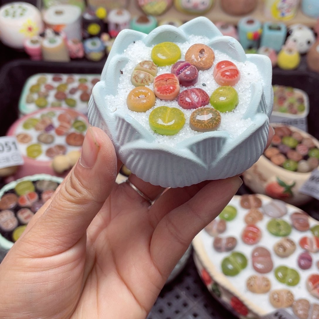 W6060 带盆土发货-零下地区拍保温箱