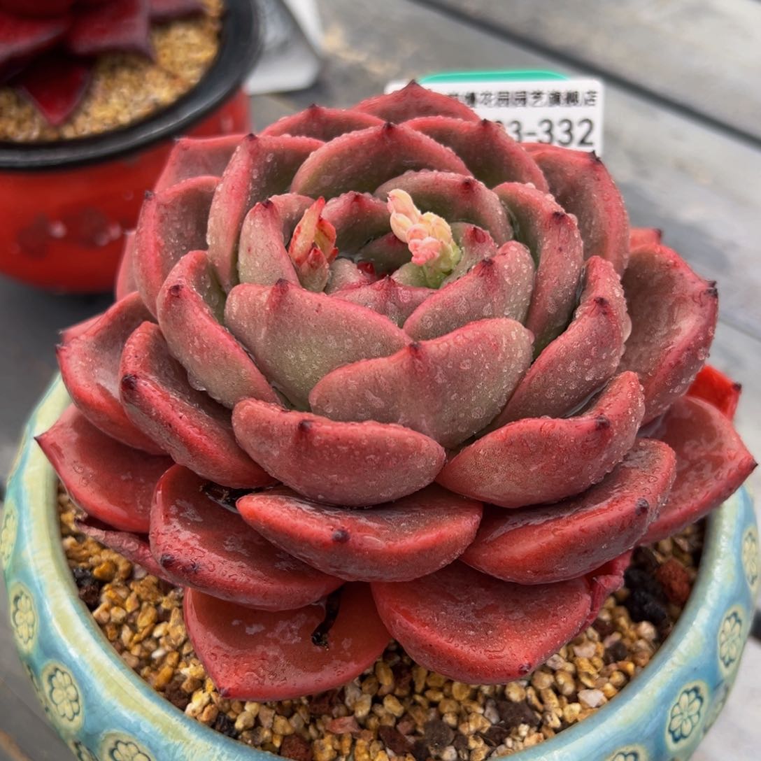 从前慢多肉精选编号0302.332