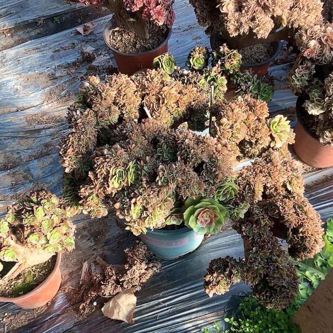 音***爱完全开放奶白追过