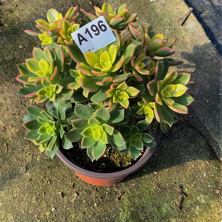 妞艳日辉多肉植物196