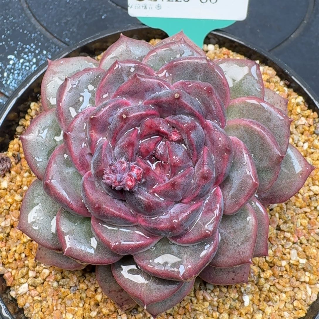 从前慢多肉精选编号1225.86