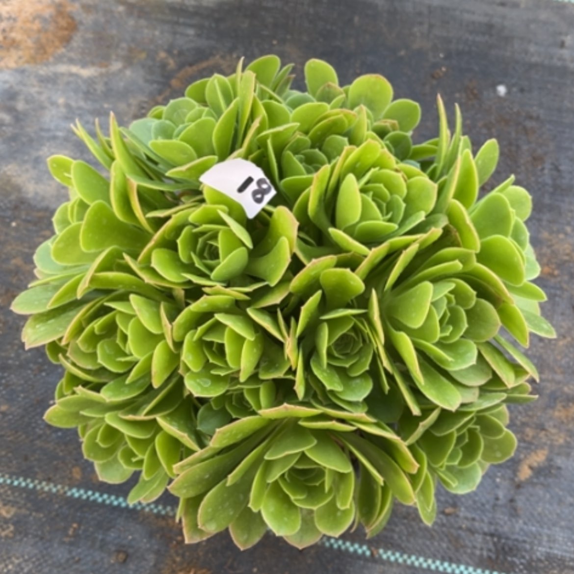 【闪购商品】18绿玫瑰多肉法师