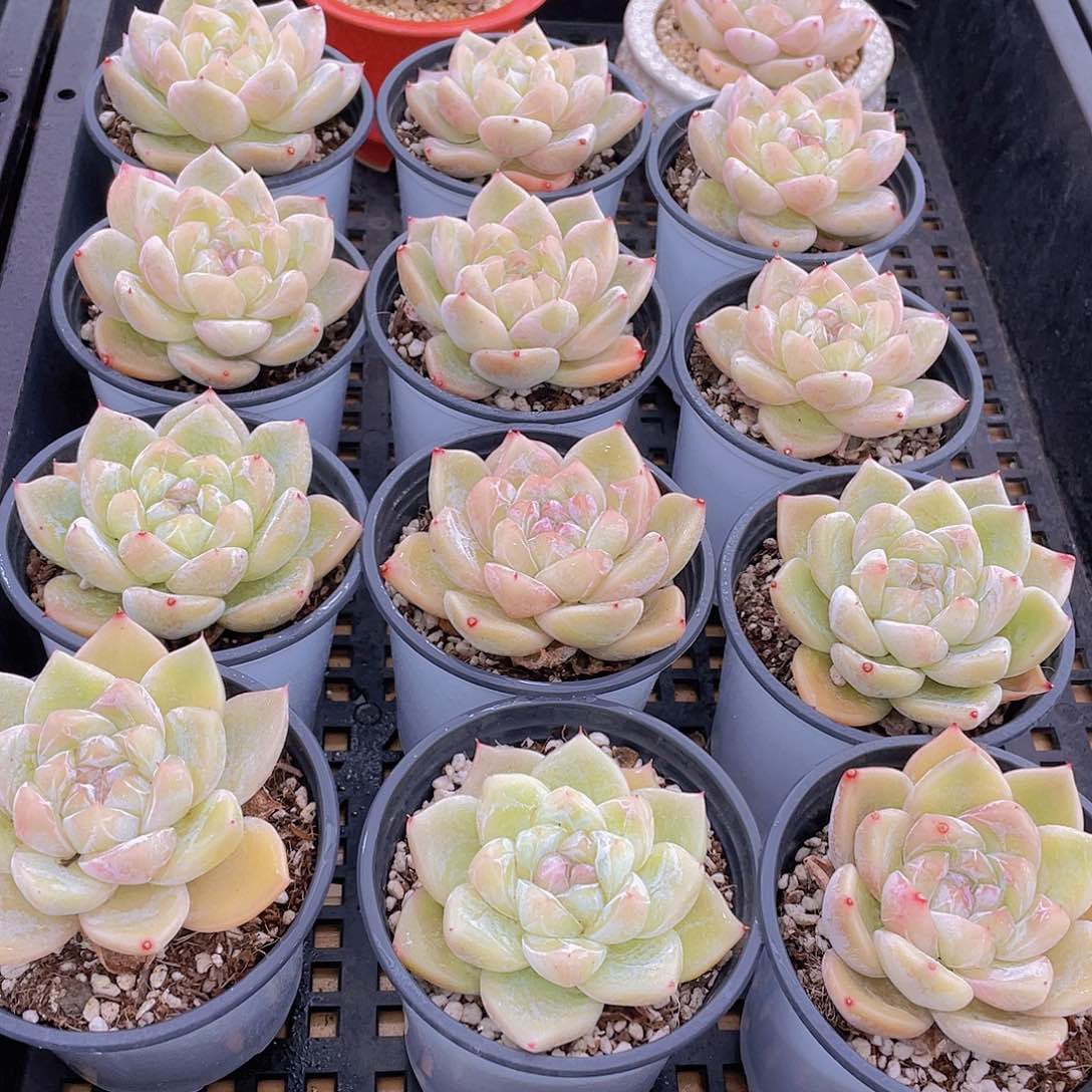 量拍90号 白泽母本大单头一个