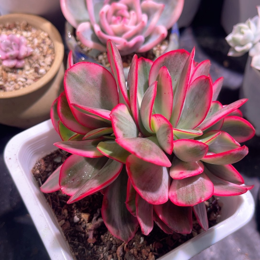 多肉特价大叶瑞蝶锦缀化